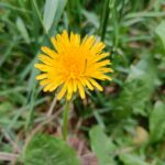 Pampeliška - květ.